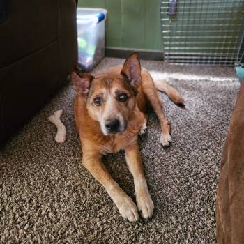 Rescue Cattle Dog Dogs for Adoption in Springfield, Missouri - Peaches | PetCurious