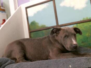 Staffordshire Bull Terrier and Mixed Breed Dogs Available for Adoption in Houston, Texas - A2070300 | PetCurious