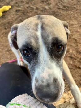 Rosey -  Bullmastiff and Pit Bull Terrier Dog for Adoption in Austin, Texas - Rosey | PetCurious