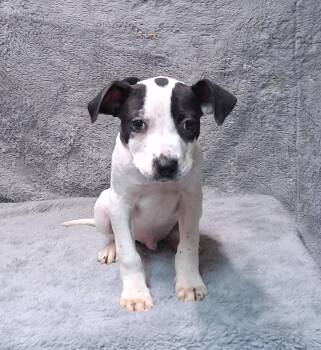 Labrador Retriever Dogs Available for Adoption - Timothy | PetCurious