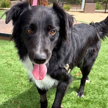 Vlad -  Border Collie Dog for Adoption in Walnut Creek, California - Vlad | PetCurious