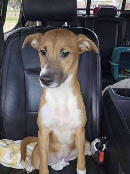 Rescue Jack Russell Terrier and Chihuahua Dogs for Adoption in New York, New York - Carmel TX | PetCurious