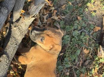 Rescue Mixed Breed Dogs for Adoption in Havre, Montana - Charlie | PetCurious