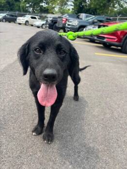Lexington -  Mixed Breed Dog for Adoption in Cincinnati, Ohio - Lexington | PetCurious