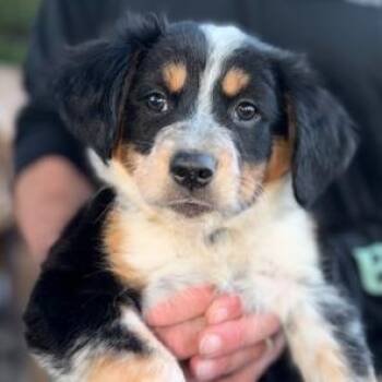 Australian Cattle Dog Blue Heeler Dogs Available for Adoption in Lodi, California - Camila | PetCurious