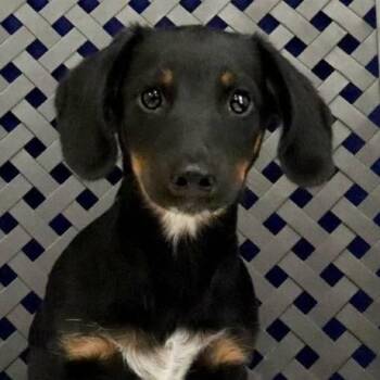 Cobblestone -  Dachshund Dog for Adoption in Midland, Texas - Cobblestone | PetCurious