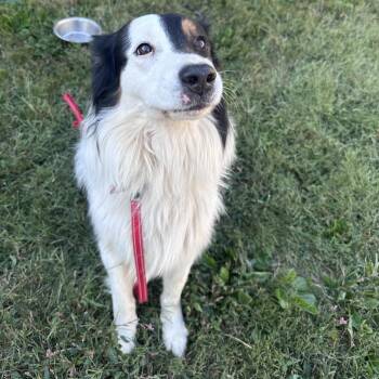 Max -  Australian Shepherd Dog for Adoption in Mount Vernon, Indiana - Max | PetCurious