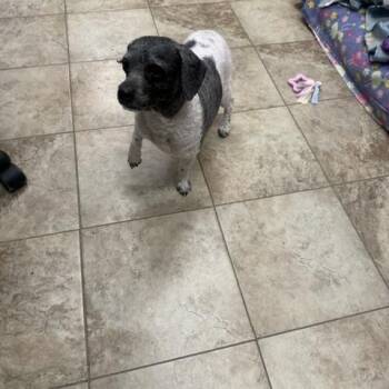 Biscuit -  Poodle Dog for Adoption in Bloomfield, Connecticut - Biscuit | PetCurious