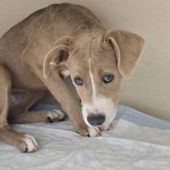Baby Ruth -  Pit Bull Terrier and Mixed Breed Dog for Adoption in Concord, North Carolina - Baby Ruth | PetCurious