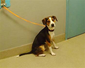 Rescue Beagle Dogs for Adoption in Las Vegas, Nevada - JUSTIN | PetCurious