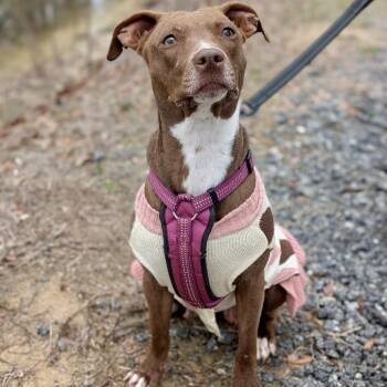 Pit Bull Terrier and Mixed Breed Dogs Available for Adoption - Lola Faye (HW+)01-2233 | PetCurious