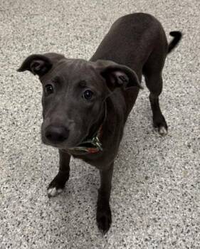 Tilly -  Mixed Breed Dog for Adoption in Kansas City, Missouri - Tilly | PetCurious