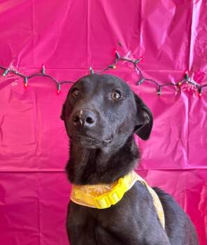 Black Labrador Retriever and Shepherd Dogs Available for Adoption in Carlsbad, California - Keeta-One Of Our Amazing Rescue Dogs | PetCurious