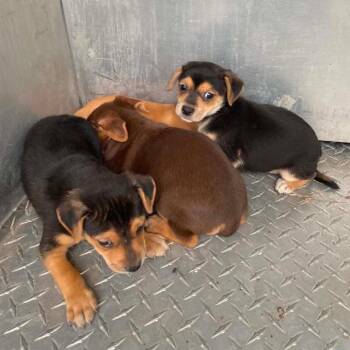 Terrier and Chihuahua Dogs Available for Adoption in Allen, Texas - River C508 | PetCurious