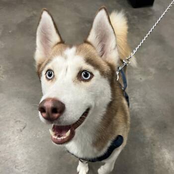 Alaska -  Husky Dog for Adoption in Tampa, Florida - Alaska | PetCurious