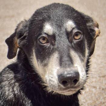 Rescue Husky and German Shepherd Dog Dogs for Adoption in Huntley, Illinois - Jigsaw | PetCurious