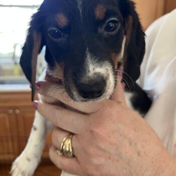 Beagle and Jack Russell Terrier Dogs Available for Adoption - Grace | PetCurious