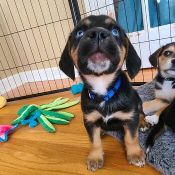 Mixed Breed Dogs Available for Adoption in Chattanooga, Tennessee - Chandler | PetCurious