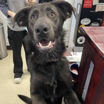 Sylvester Stallone -  Mixed Breed Dog Available for Adoption in Mentor, Ohio - Sylvester Stallone | PetCurious