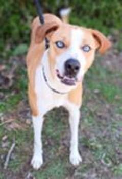 Mixed Breed Dogs Available for Adoption in Cincinnati, Ohio - Blue Bell | PetCurious