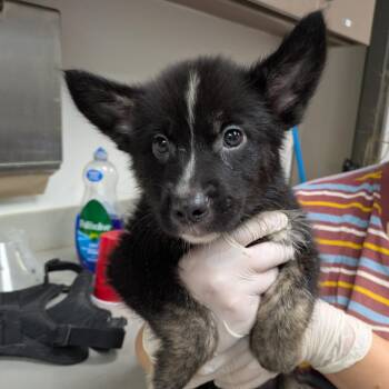 Brobee -  Shepherd and Terrier Dog for Adoption in Cleveland, Mississippi - Brobee | PetCurious