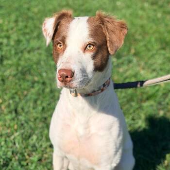 Scout -  Mixed Breed Dog Available for Adoption in Huntington, West Virginia - Scout | PetCurious