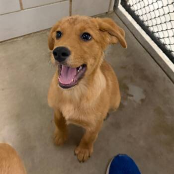 Iggy -  Mixed Breed Dog for Adoption in Walker, Michigan - Iggy | PetCurious