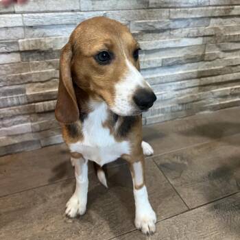 JAE6 5021 aka Journey -  Beagle Dog for Adoption in Loxahatchee Groves, Florida - JAE6 5021 Aka Journey | PetCurious