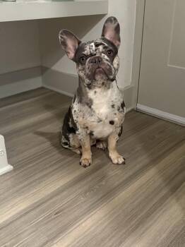 Luffy -  French Bulldog Dog for Adoption in Oakland Park, Florida - Luffy | PetCurious