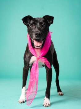 Southpaw -  Mixed Breed Dog for Adoption in Atlanta, Georgia - Southpaw | PetCurious