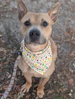 Mixed Breed Dogs Available for Adoption in Jacksonville, Florida - KIERAN | PetCurious