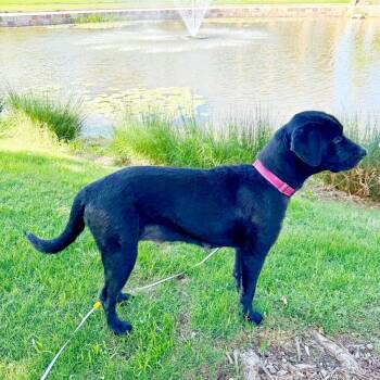 Black Labrador Retriever Dogs Available for Adoption in Lewisville, Texas - Nika | PetCurious