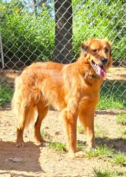 ROWDY 425 -  Golden Retriever Dog for Adoption in New Berlin, Wisconsin - ROWDY 425 | PetCurious