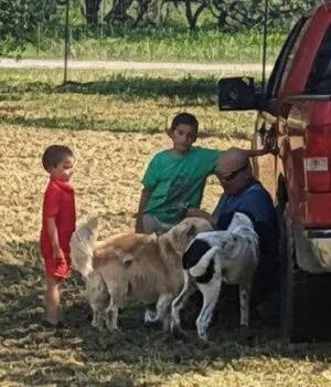 Luke -  Golden Retriever Dog for Adoption in Orange Grove, Texas - Luke | PetCurious