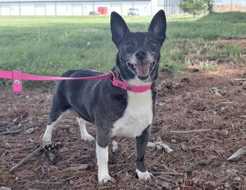 Chihuahua and Rat Terrier Dogs Available for Adoption in Columbus, Indiana - Gollum | PetCurious
