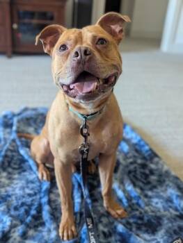 Pit Bull Terrier and Mixed Breed Dogs Available for Adoption in Kansas City, Missouri - King Barrett | PetCurious