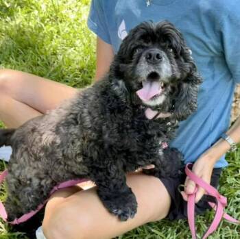 Ashley Rose -  Cocker Spaniel Dog for Adoption in Milton, Georgia - Ashley Rose | PetCurious