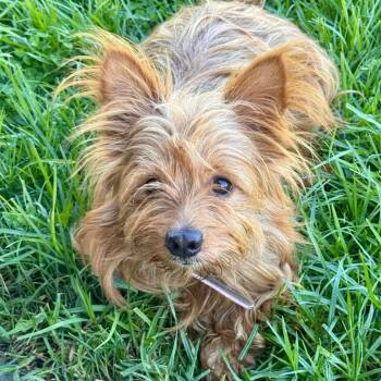 Hampton - Chino Hills Location -  Yorkshire Terrier and Mixed Breed Dog for Adoption in Chino Hills, California - Hampton - Chino Hills Location | PetCurious