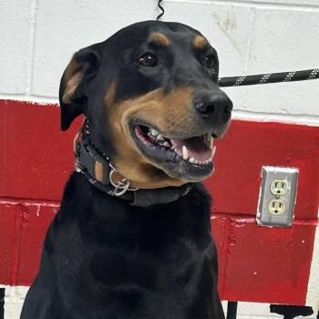 Doberman Pinscher Dogs Available for Adoption in Lufkin, Texas - Jean | PetCurious