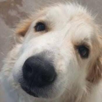 Luna -  Great Pyrenees Dog for Adoption in Green Valley, Arizona - Luna | PetCurious