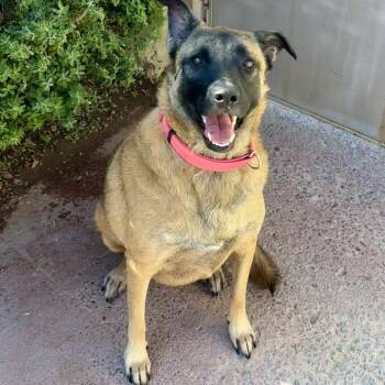 Rescue Mixed Breed Dogs for Adoption in Las Cruces, New Mexico - Stella | PetCurious