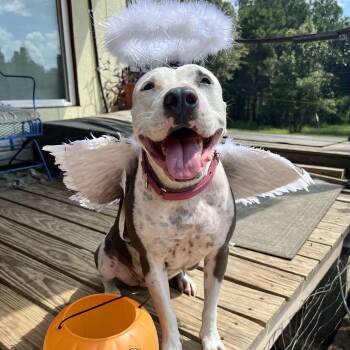 Rescue Staffordshire Bull Terrier and English Pointer Dogs for Adoption in Port St. Joe, Florida - Claire | PetCurious