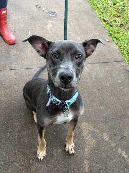 Maka -  Terrier and Mixed Breed Dog for Adoption in Honolulu, Hawaii - Maka | PetCurious