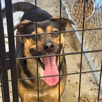 Mixed Breed Dogs Available for Adoption - Sassy | PetCurious