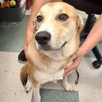 Pumpkin -  Retriever Dog for Adoption in Birmingham, Alabama - Pumpkin | PetCurious