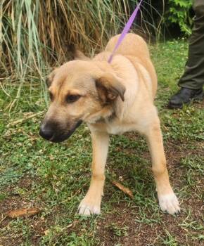 Amory -  German Shepherd Dog Dog for Adoption in Manhasset, New York - Amory | PetCurious
