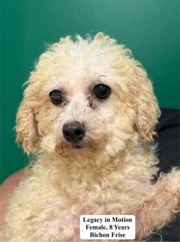 Legacy In Motion -  Bichon Frise Dog for Adoption in Blue Springs, Missouri - Legacy In Motion | PetCurious