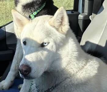 Dracko -  Siberian Husky Dog for Adoption in Salisbury, Maryland - Dracko | PetCurious