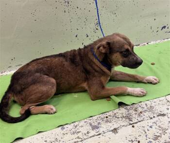 MIJO -  Labrador Retriever and Mixed Breed Dog for Adoption in Houston, Texas - MIJO | PetCurious