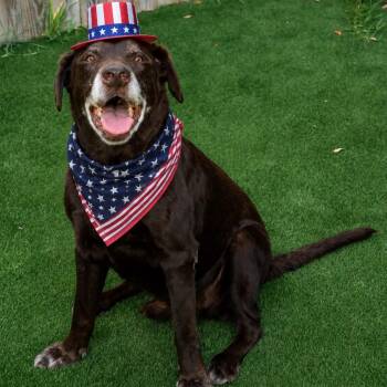 Jeff -  Chocolate Labrador Retriever Dog for Adoption in Houston, Texas - Jeff | PetCurious